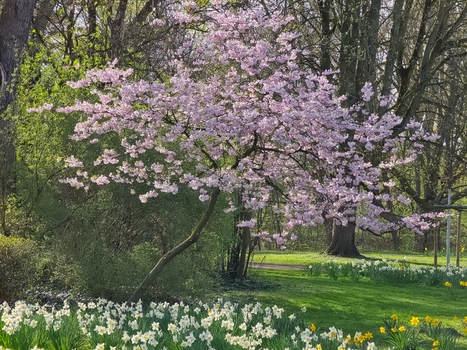 View of a cherry blossom tree in full bloom with white daffodils in the foreground at Maschsee in Hanover Lower Saxony Germany.