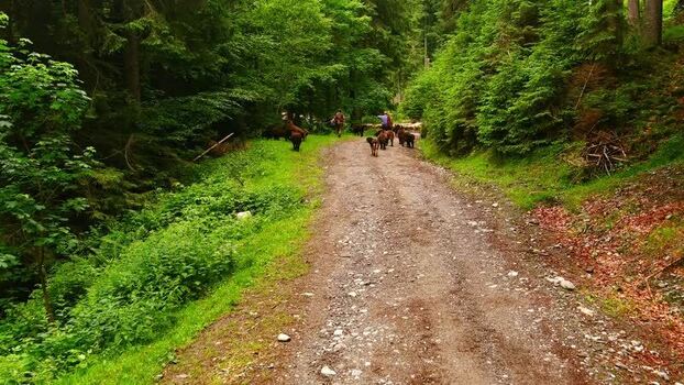 Aerial view of forest path with people and animals Romania. Aerial view of forest path with people and animals Romania.