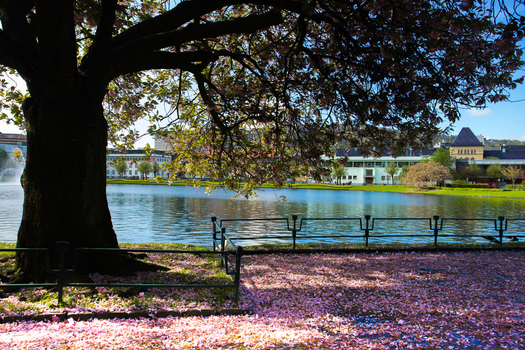 View of a large tree with pink blossoms overhanging benches near a tranquil lake its surface mirroring the sky West Old Town New Mexico Sweden. View of a large tree with pink blossoms overhanging benches near a tranquil lake its surface mirroring the sky West Old Town New Mexico Sweden.