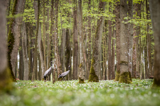 View of two common cranes walking through a forest floor covered in white anemone flowers in Debrzno Pomeranian Voivodeship Poland.