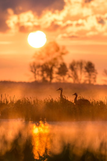View of two cranes standing in a misty wetland at sunrise with golden light reflecting on the water in Debrzno Pomeranian Voivodeship Poland. View of two cranes standing in a misty wetland at sunrise with golden light reflecting on the water in Debrzno Pomeranian Voivodeship Poland.