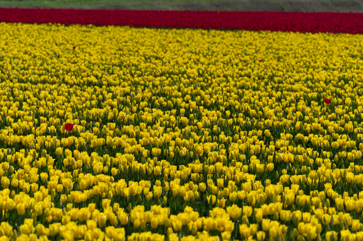 View of a vast field of vibrant yellow tulips with a strip of red tulips in the background under clear daylight in La Conner Washington United States.