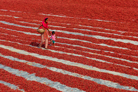 Bogura Bangladesh 21 January 2017 View of a woman and a child walking through vast rows of red chili peppers drying in the sun on a bright day. Bogura Bangladesh 21 January 2017 View of a woman and a child walking through vast rows of red chili peppers drying in the sun on a bright day.