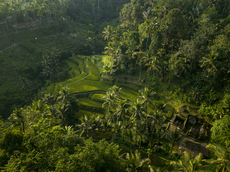 Aerial view of Tegallalang Rice Terrace with lush green terraced paddies dense tropical palm trees and traditional stone structures in Kecamatan Tegallalang Bali Indonesia. Aerial view of Tegallalang Rice Terrace with lush green terraced paddies dense tropical palm trees and traditional stone structures in Kecamatan Tegallalang Bali Indonesia.