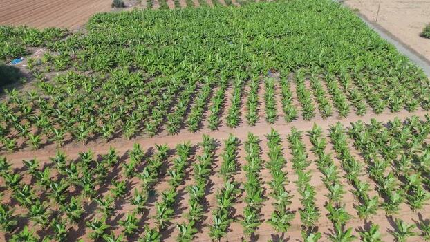 Aerial view of banana plantation in Nicosia Cyprus.