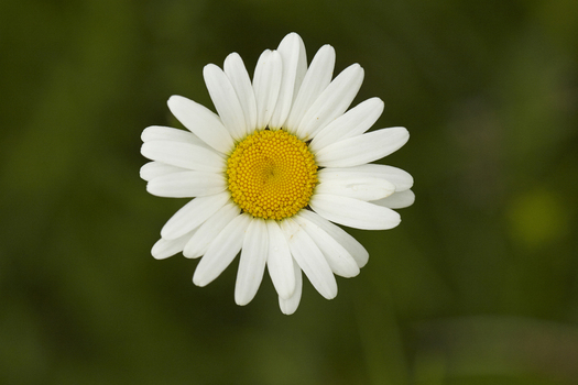 View of an ox eye daisy flower with white petals and a yellow center against a blurred green background in United Kingdom.