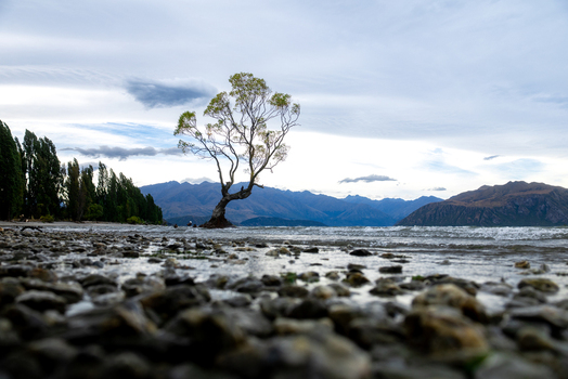 View of a solitary tree rising from the tranquil waters its silhouette mirrored in the lake against the backdrop of mountains Wanaka Tree Otago Region New Zealand. View of a solitary tree rising from the tranquil waters its silhouette mirrored in the lake against the backdrop of mountains Wanaka Tree Otago Region New Zealand.