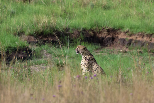 View of a cheetah sitting in the tall green grass of the savanna at Welgevonden Game Reserve Waterberg District Municipality Limpopo South Africa.