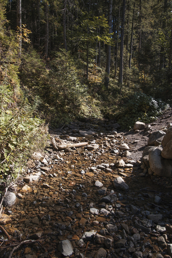 View of a shallow rocky stream bed flowing through a dense forest with dappled sunlight filtering through the trees in Poland. View of a shallow rocky stream bed flowing through a dense forest with dappled sunlight filtering through the trees in Poland.