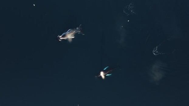 Aerial view of whales swimming in the dark ocean Greenland. Aerial view of whales swimming in the dark ocean Greenland.