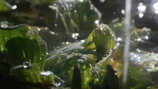 View of aquatic plants with water droplets in Brazil.