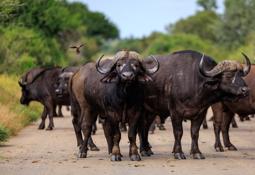 View of a herd of Cape buffalo standing on a paved road in Kruger National Park surrounded by lush green bushveld and trees in Skukuza Mpumalanga South Africa. View of a herd of Cape buffalo standing on a paved road in Kruger National Park surrounded by lush green bushveld and trees in Skukuza Mpumalanga South Africa.