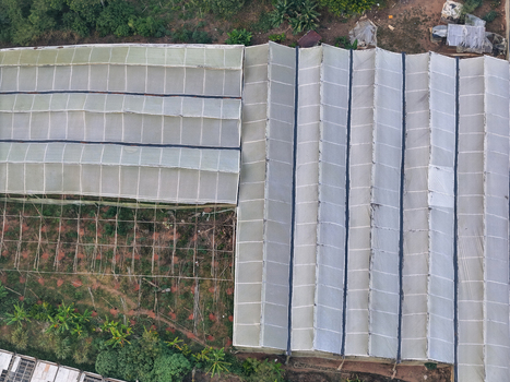 Aerial view of agricultural greenhouses with translucent roofs and metal structures surrounded by lush green vegetation in Jarabacoa La Vega Province Dominican Republic.