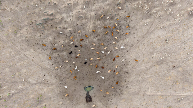 Aerial view of a herd of cattle gathered around a water trough in a dry arid field in Navalmoral de la Mata Extremadura Spain.
