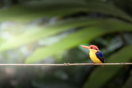 View of a colorful Black backed dwarf kingfisher perched on a thin branch against a lush green blurred background in Dehong Dai and Jingpo Autonomous Prefecture Yunnan China. View of a colorful Black backed dwarf kingfisher perched on a thin branch against a lush green blurred background in Dehong Dai and Jingpo Autonomous Prefecture Yunnan China.