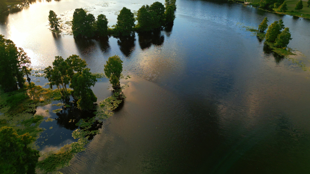 Aerial view of a serene lake in Tampa featuring cypress trees rising from the water lily pads and golden reflections at sunset in Tampa Florida United States. Aerial view of a serene lake in Tampa featuring cypress trees rising from the water lily pads and golden reflections at sunset in Tampa Florida United States.
