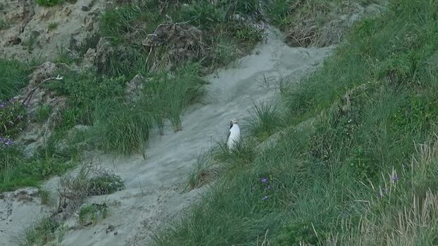 View of a penguin on a sandy grassy slope New Zealand. View of a penguin on a sandy grassy slope New Zealand.
