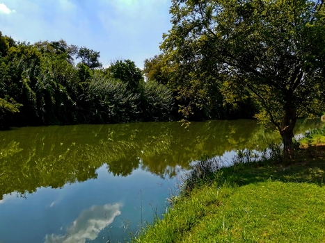 View of the tranquil Crocodile River flowing through lush greenery and trees with reflections on the water surface in Hartbeespoort North West South Africa. View of the tranquil Crocodile River flowing through lush greenery and trees with reflections on the water surface in Hartbeespoort North West South Africa.