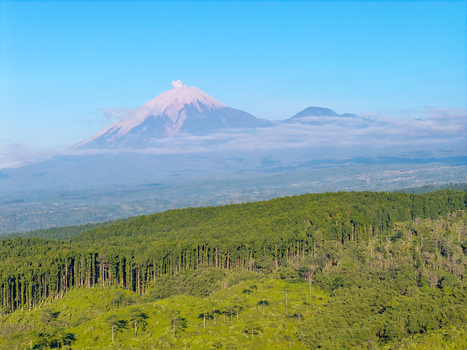 Aerial view of Kebun Teh Kertowono Gucialit tea plantation with lush green rows of tea bushes set against the backdrop of a majestic smoking volcano Kecamatan Gucialit Jawa Timur Indonesia. Aerial view of Kebun Teh Kertowono Gucialit tea plantation with lush green rows of tea bushes set against the backdrop of a majestic smoking volcano Kecamatan Gucialit Jawa Timur Indonesia.
