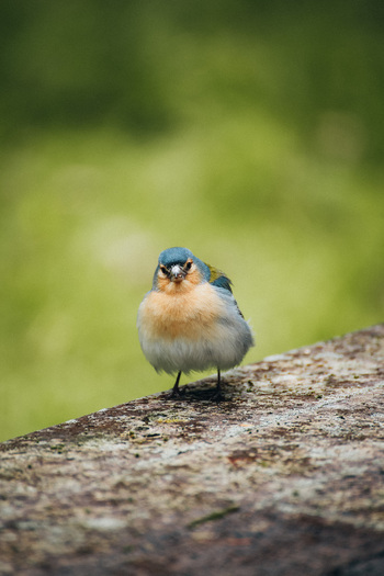 View of a colorful Azores bullfinch perched on a textured stone ledge with verdant green foliage blurred in the background Nordeste Azores Portugal. View of a colorful Azores bullfinch perched on a textured stone ledge with verdant green foliage blurred in the background Nordeste Azores Portugal.