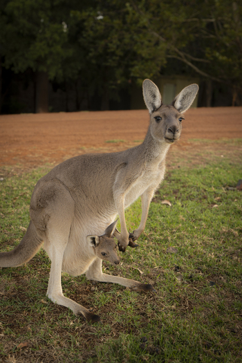 View of a mother kangaroo with a joey in her pouch standing on a grassy field with a dirt background in Pemberton Western Australia Australia.