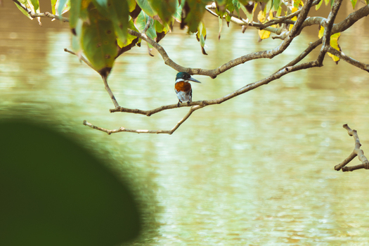 View of an American pygmy kingfisher perched on a thin branch over calm water in Costa Rica.