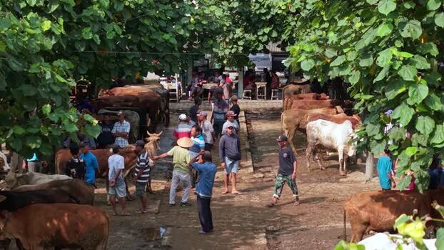 Aerial view of Animal Market Prambanan with cattle Indonesia. Aerial view of Animal Market Prambanan with cattle Indonesia.