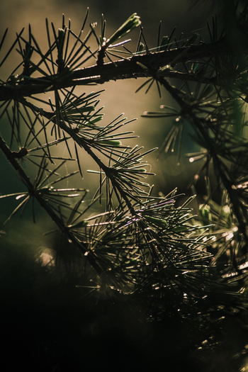 View of a close up detail of a pine tree with sharp needles and soft natural light in Tandil Buenos Aires Argentina.