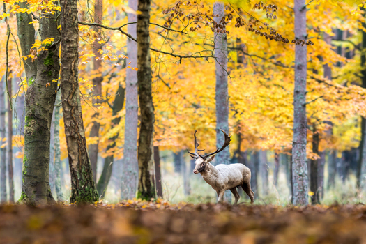 View of a white fallow deer standing in a forest with vibrant autumn foliage in Debrzno Pomeranian Voivodeship Poland. View of a white fallow deer standing in a forest with vibrant autumn foliage in Debrzno Pomeranian Voivodeship Poland.