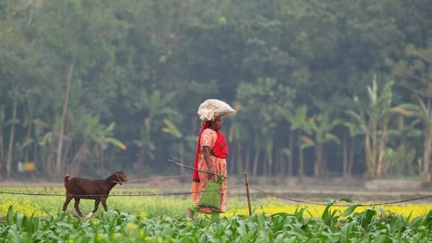 View of a woman walking with a goat in a rural field Bangladesh.
