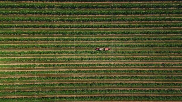 Aerial view of vineyard in Mala Remeta Serbia.