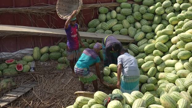 View of workers unloading watermelons at Sadarghat Bangladesh.