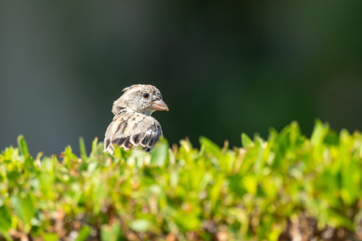 View of a small sparrow perched on a vibrant green hedge in Cairo Cairo Governorate Egypt. View of a small sparrow perched on a vibrant green hedge in Cairo Cairo Governorate Egypt.