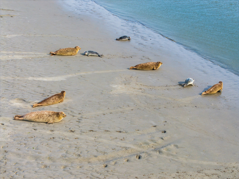 Aerial view of harbor seals resting on the sandy beach of the Baie de Somme in Saint Valery sur Somme Hauts de France France. Aerial view of harbor seals resting on the sandy beach of the Baie de Somme in Saint Valery sur Somme Hauts de France France.