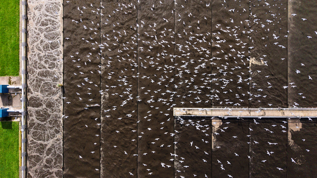 Aerial view of a large flock of seagulls flying over the dark aeration tanks of a wastewater treatment plant in Warmenhuizen North Holland Netherlands. Aerial view of a large flock of seagulls flying over the dark aeration tanks of a wastewater treatment plant in Warmenhuizen North Holland Netherlands.