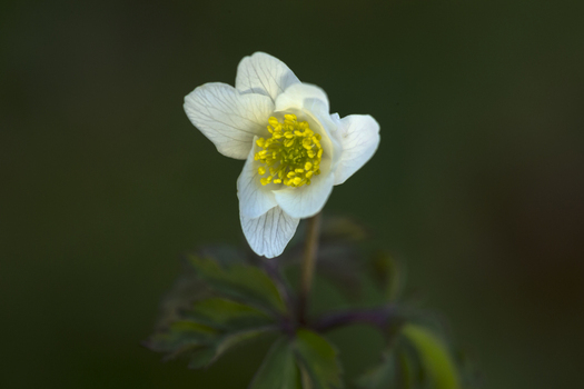 View of a delicate white Wood Anemone flower with a bright yellow center and dark green foliage in Cambridgeshire United Kingdom.