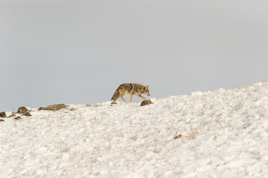 View of a coyote walking across a snow covered hill in Yellowstone National Park Wyoming United States. View of a coyote walking across a snow covered hill in Yellowstone National Park Wyoming United States.