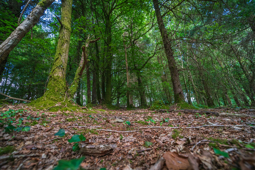 View of the lush forest floor covered in fallen leaves and moss covered tree trunks in the dense woodland of Deer Park in Looe Cornwall United Kingdom. View of the lush forest floor covered in fallen leaves and moss covered tree trunks in the dense woodland of Deer Park in Looe Cornwall United Kingdom.