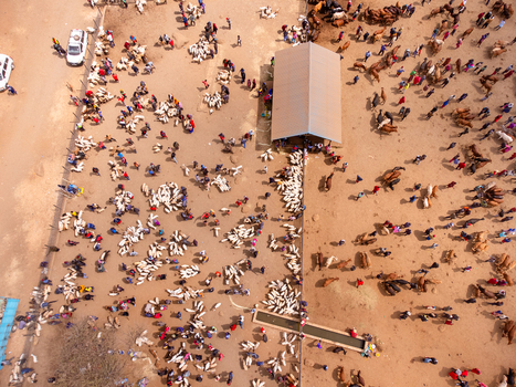 Aerial view of Kimana Animal Market with numerous cattle and goats gathered in pens people interacting and a central shed in Kimana Kajiado County Kenya.