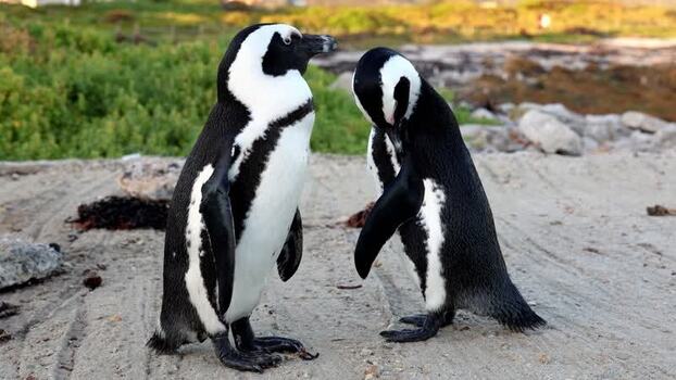 View of two African penguins at Stoney Point Penguin Colony South Africa. View of two African penguins at Stoney Point Penguin Colony South Africa.