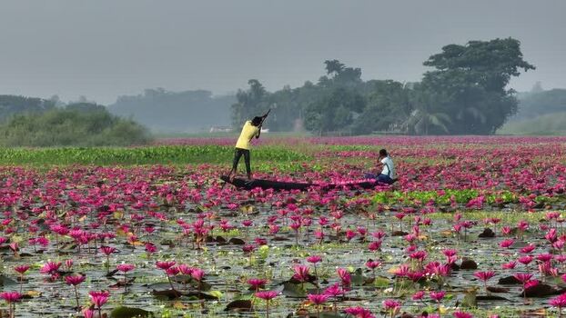 View of people in a boat on a water lily pond in Barishal Bangladesh. View of people in a boat on a water lily pond in Barishal Bangladesh.