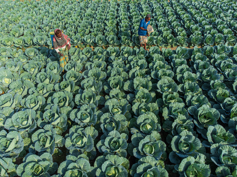 Joypurhat Bangladesh 09 December 2022 Aerial view of farmers working in a vast cabbage field with rows of green crops under bright daylight.