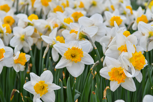 View of blooming white and yellow daffodils with green stems in a garden San Carlos de Bariloche Rio Negro Province Argentina. View of blooming white and yellow daffodils with green stems in a garden San Carlos de Bariloche Rio Negro Province Argentina.