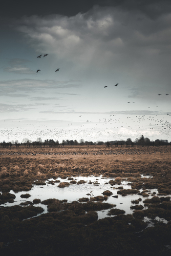 View of a flock of birds flying over a marshy field with pools of water under a dramatic cloudy sky in Kunda Laane Viru County Estonia. View of a flock of birds flying over a marshy field with pools of water under a dramatic cloudy sky in Kunda Laane Viru County Estonia.