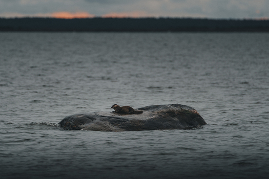 View of an otter resting on a large rock at Saxby rannik in Saxby Laane maakond Estonia.