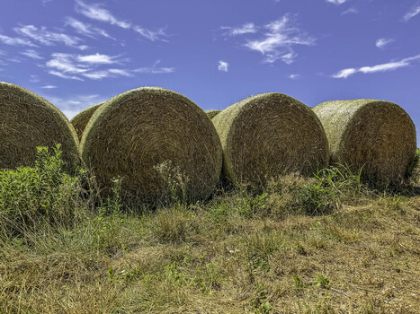 View of large round hay bales resting in a golden field under a bright blue sky in Gallatin Tennessee United States. View of large round hay bales resting in a golden field under a bright blue sky in Gallatin Tennessee United States.