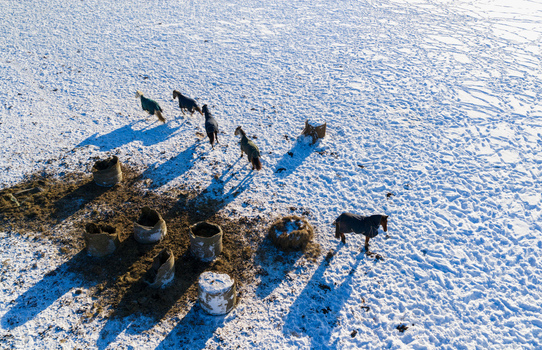 Aerial view of horses wearing blankets in a snow covered field with hay bales and long shadows Lithuania.