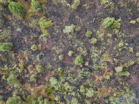 Aerial view of scorched earth and burnt vegetation following a forest fire in the rural landscape of Banjarbaru South Kalimantan Indonesia.