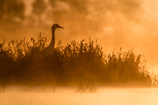 View of a crane standing among tall reeds in a misty wetland during golden hour in Debrzno Pomeranian Voivodeshi Poland. View of a crane standing among tall reeds in a misty wetland during golden hour in Debrzno Pomeranian Voivodeshi Poland.