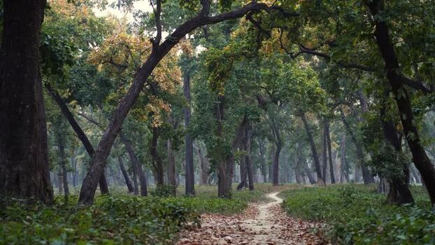 View of a narrow dirt path through a lush forest Nepal.